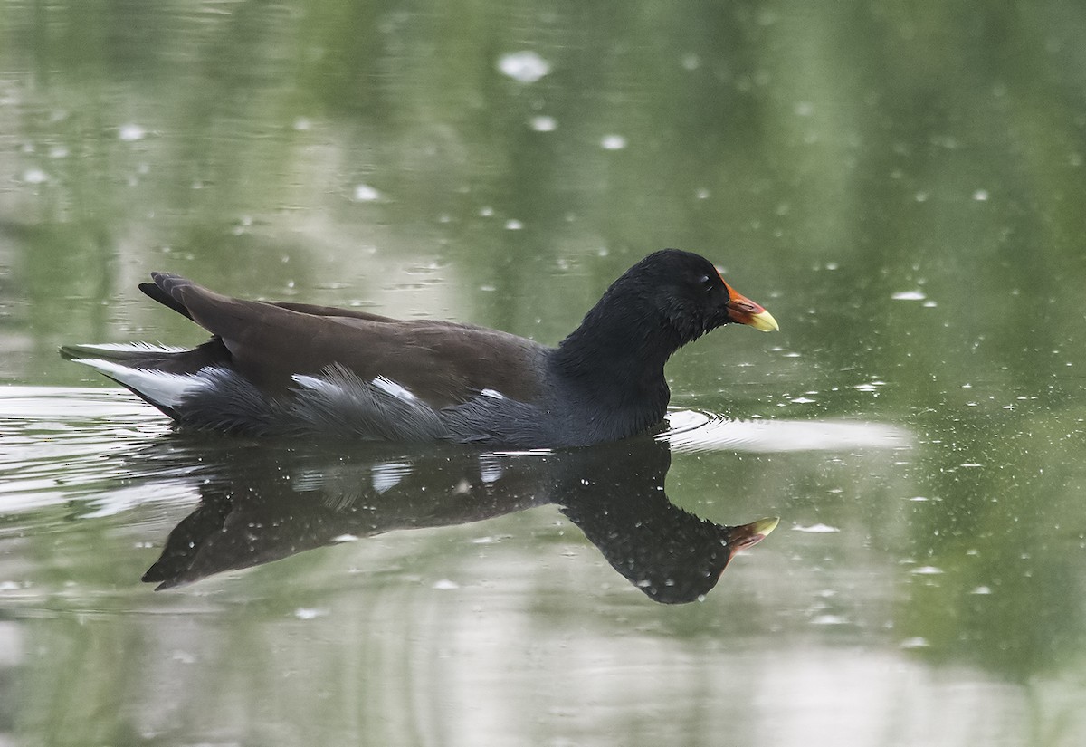 Common Gallinule - Jerry Ting