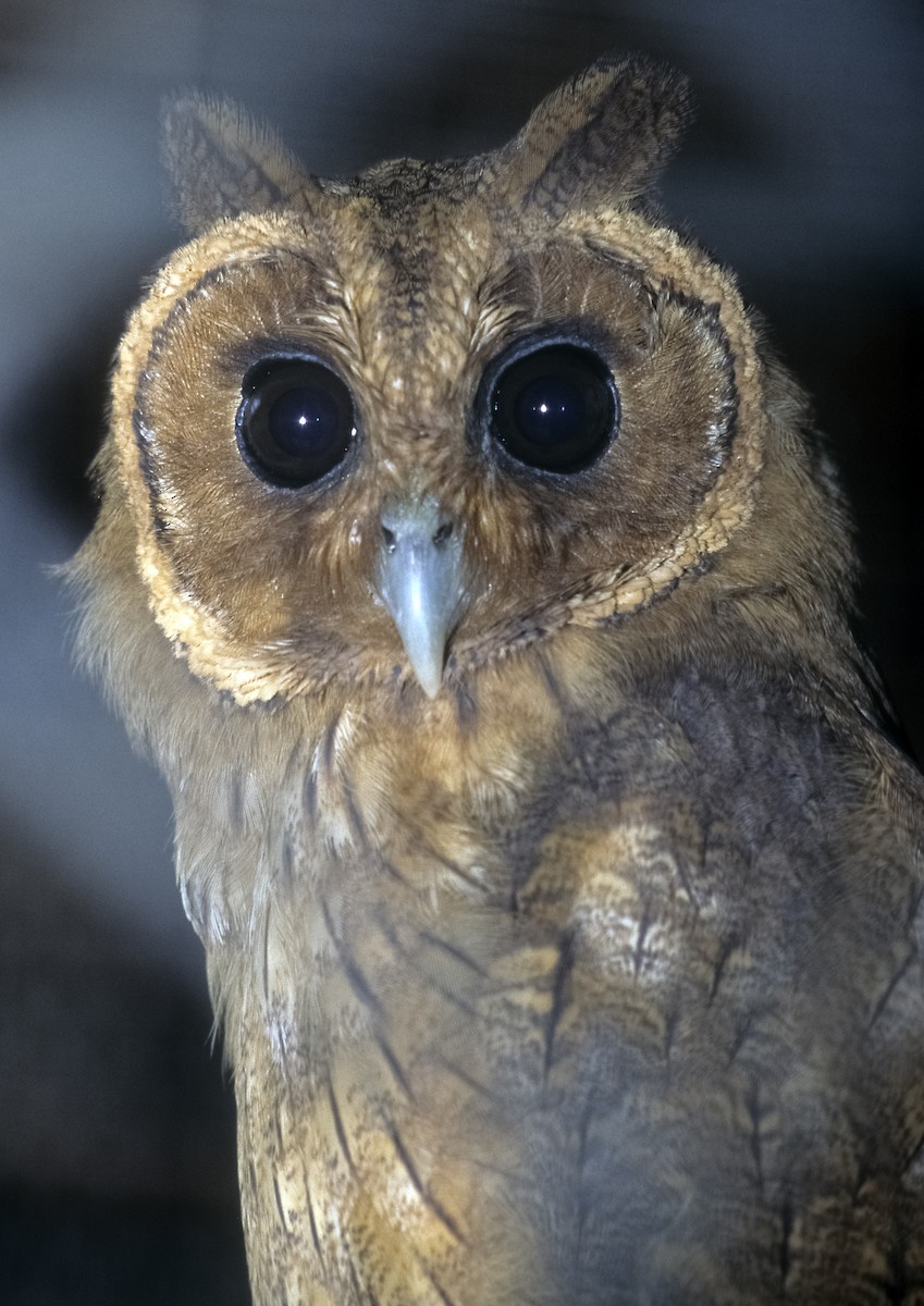 Jamaican Owl - Josep del Hoyo