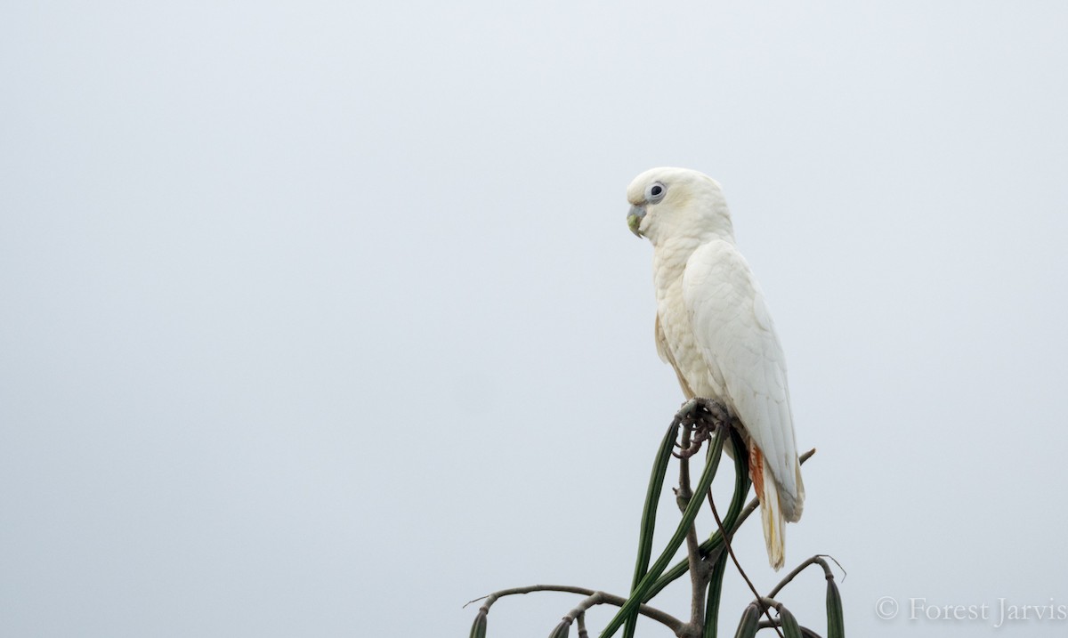 Philippine Cockatoo - Forest Botial-Jarvis