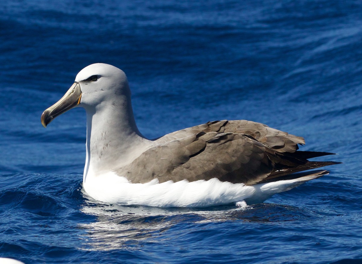 Salvin's Albatross - Scott Baker