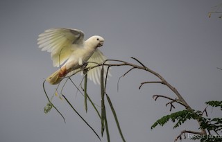  - Philippine Cockatoo