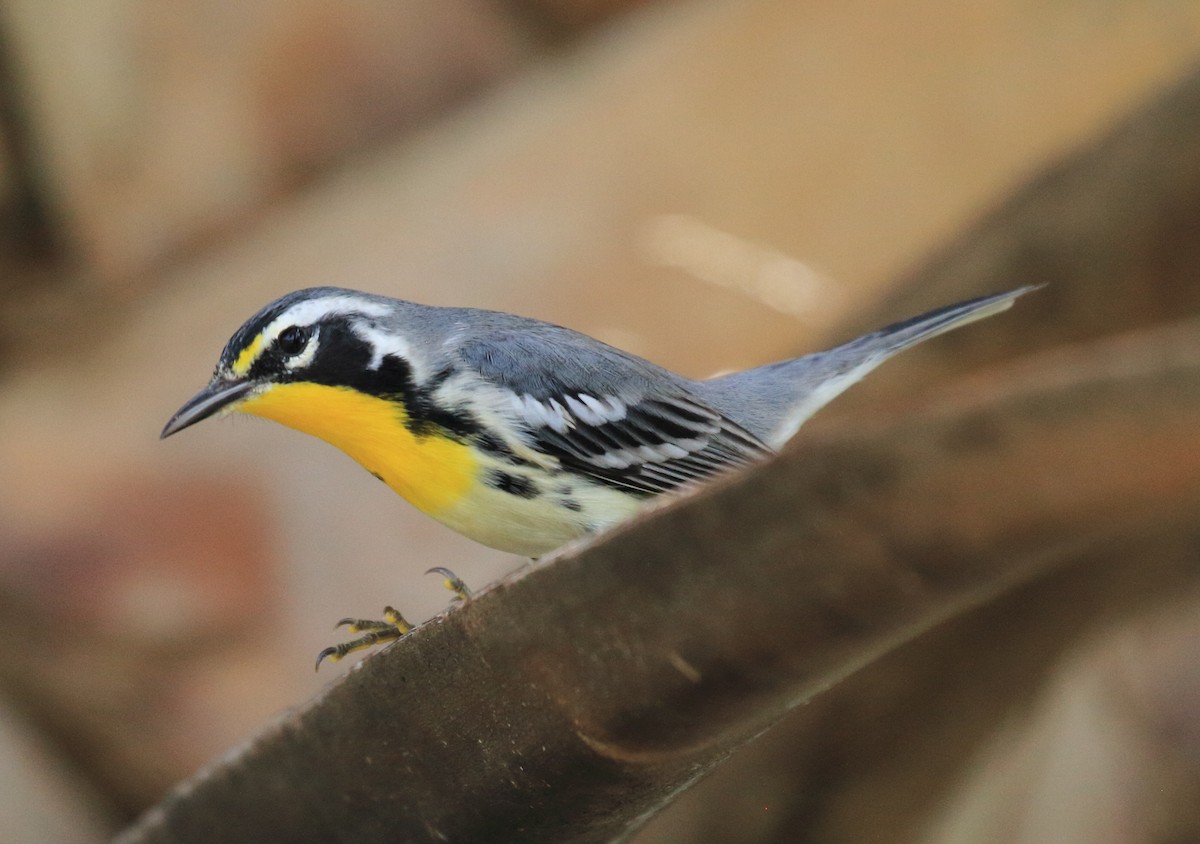 Yellow-throated Warbler - Will Chatfield-Taylor