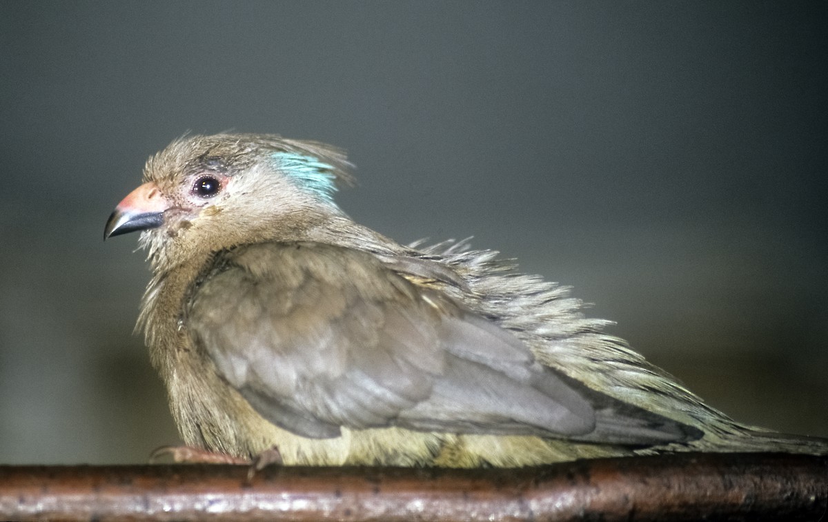 Blue-naped Mousebird - Josep del Hoyo