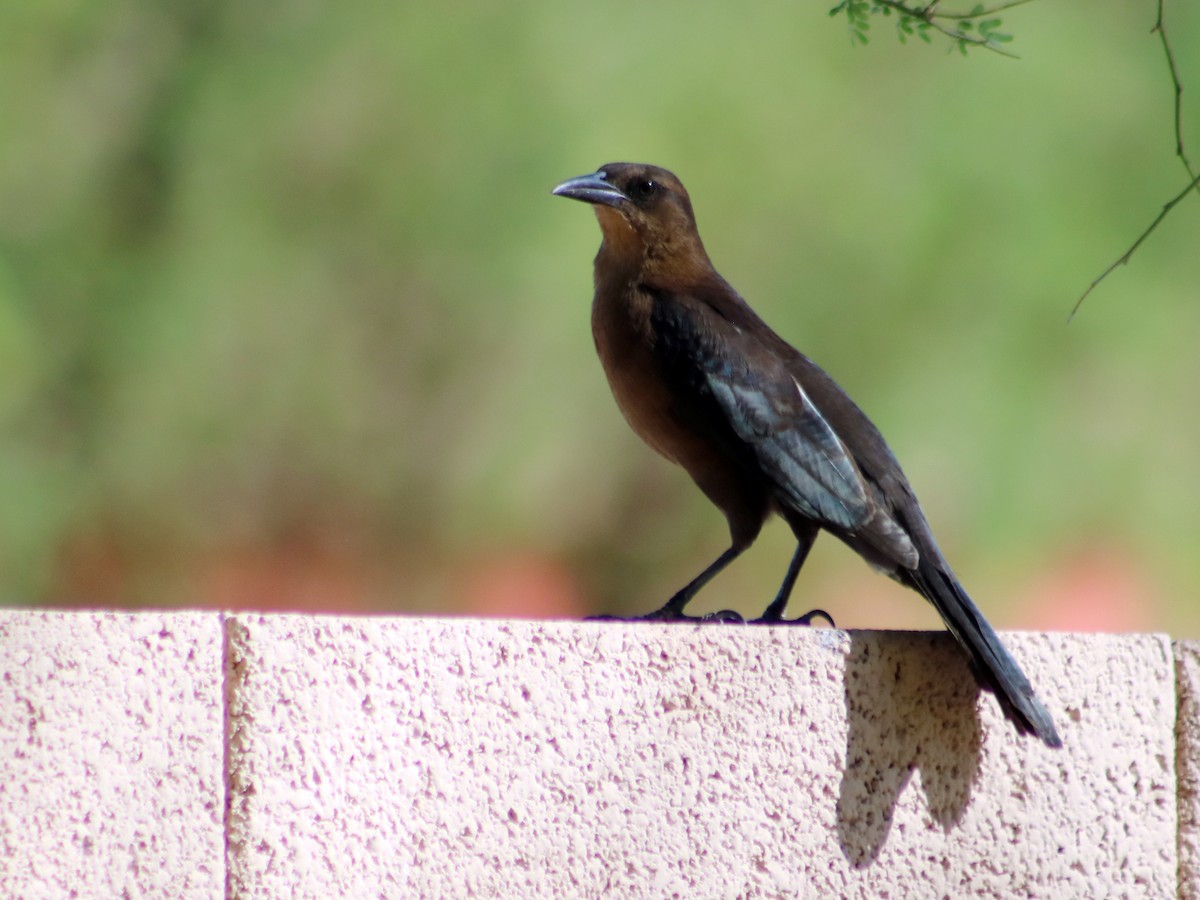 Great-tailed Grackle - ML71607401