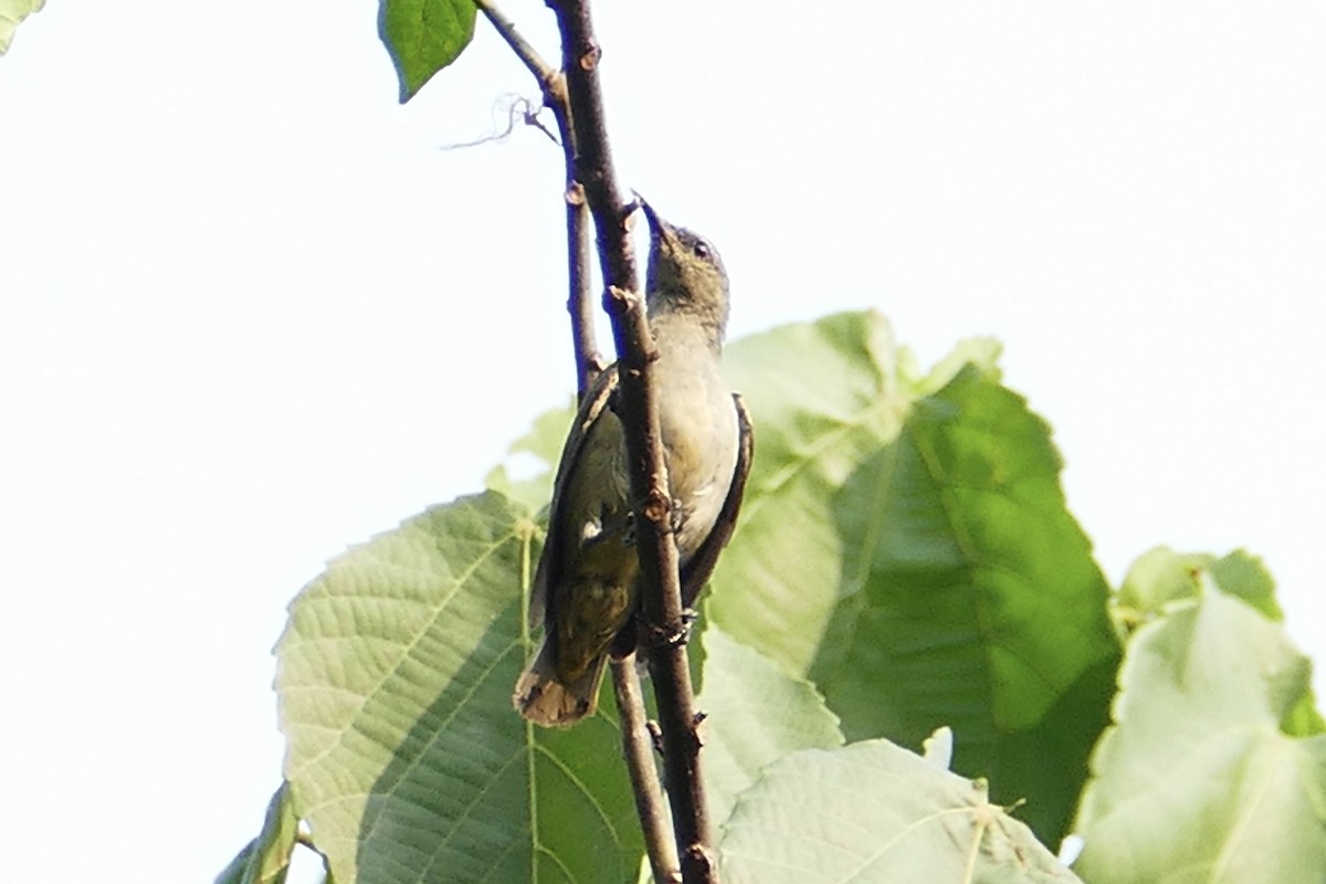 Green Sunbird (Gray-throated) - ML71607741