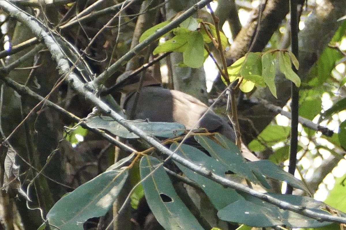 Red-eyed Dove - ML71608081