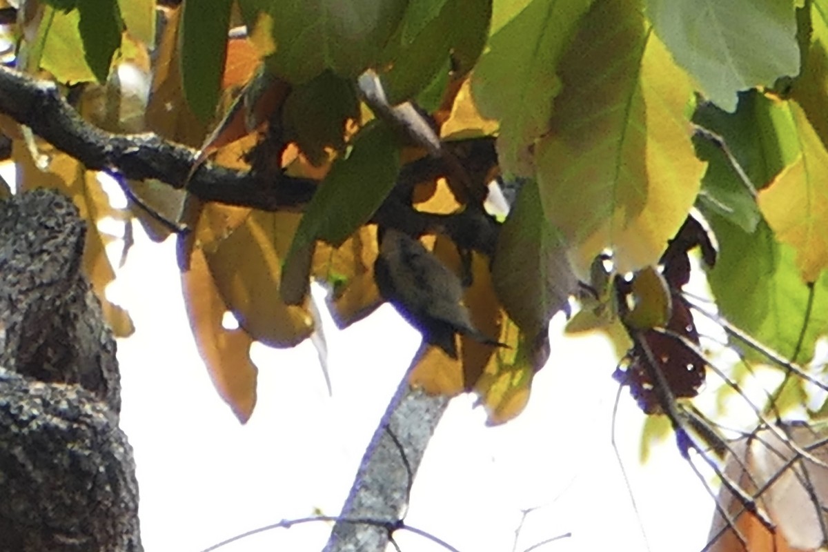 Suimanga Violeta (angolensis/nyassae) - ML71608171