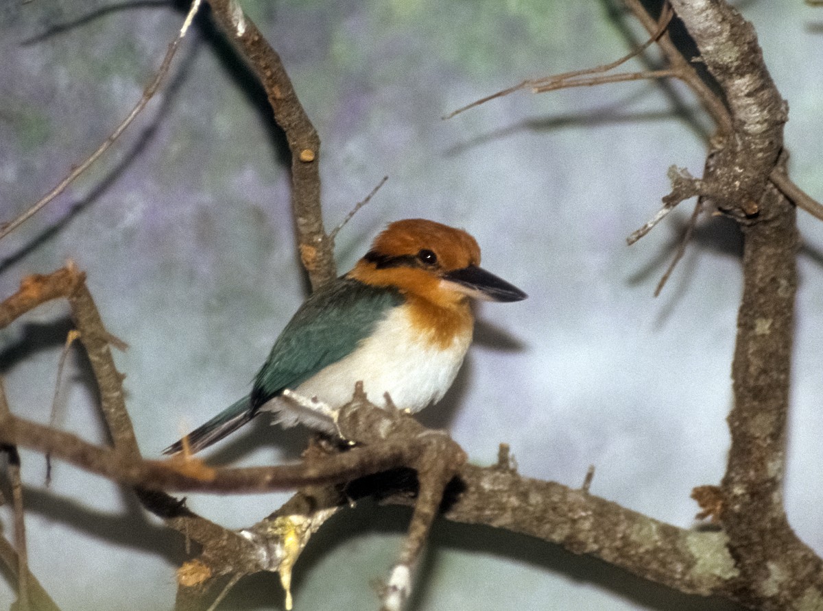 Guam Kingfisher - Josep del Hoyo
