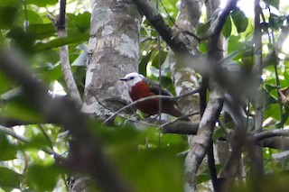 White Headed Robin Chat Cossypha Heinrichi Birds Of The World