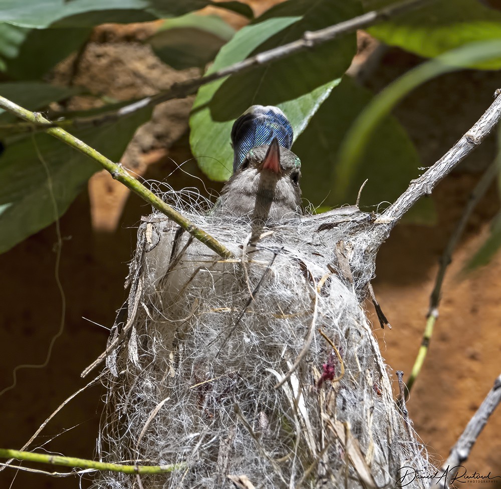 Broad-billed Hummingbird - Dave Rintoul