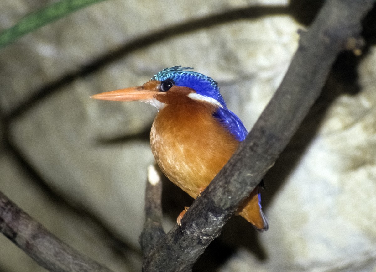 Malachite Kingfisher (Mainland) - Josep del Hoyo