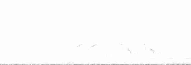 sørnattergal (megarhynchos/africana) - ML71609