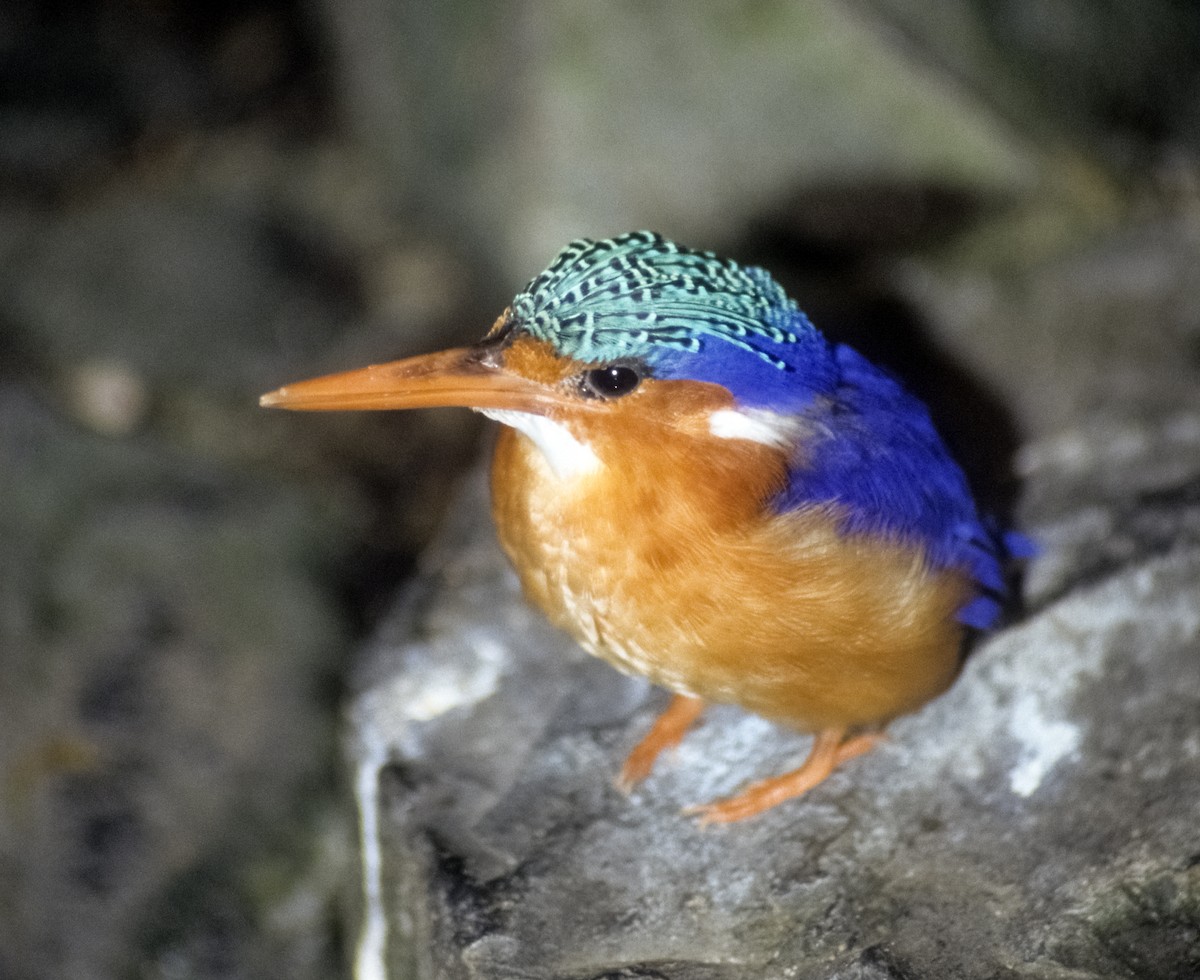 Malachite Kingfisher (Mainland) - Josep del Hoyo