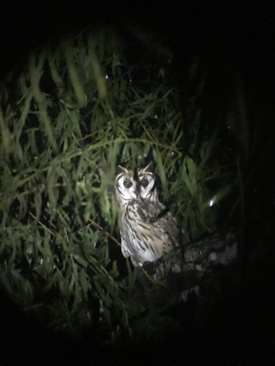 Striped Owl - ML71609281