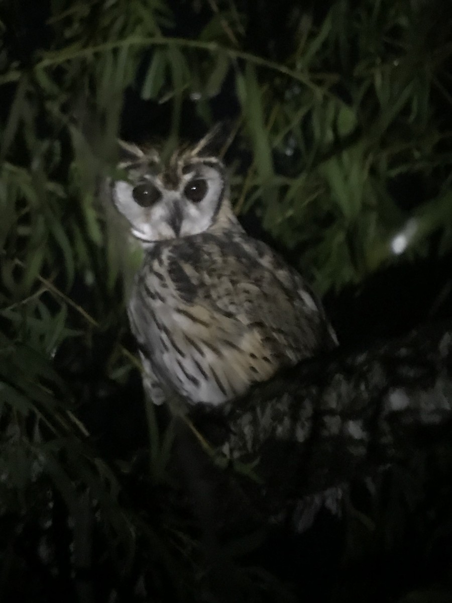Striped Owl - ML71609291