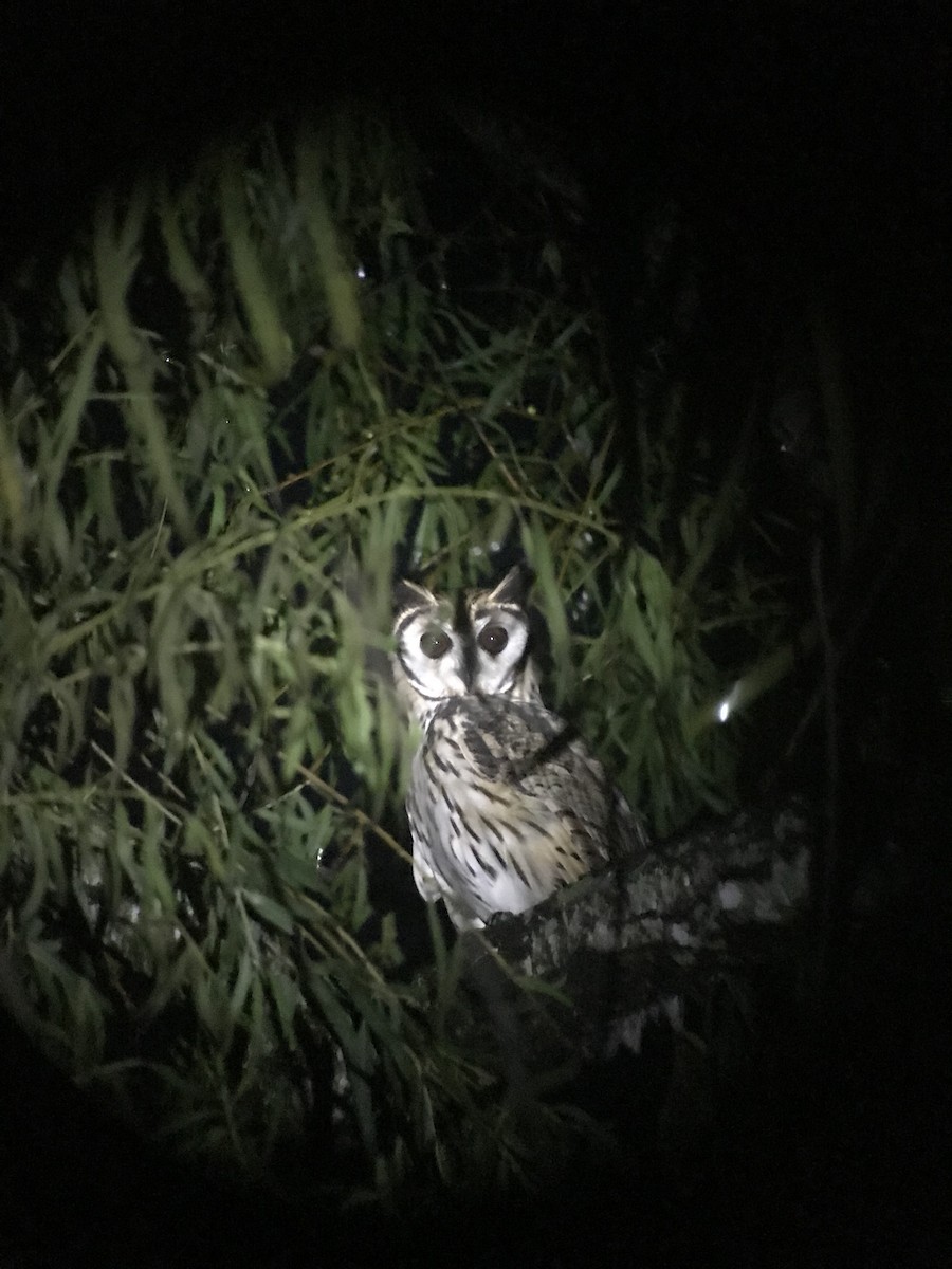 Striped Owl - ML71609311