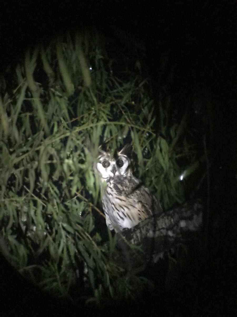 Striped Owl - ML71609321