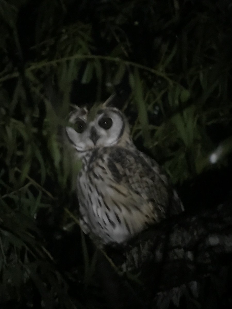 Striped Owl - ML71609341