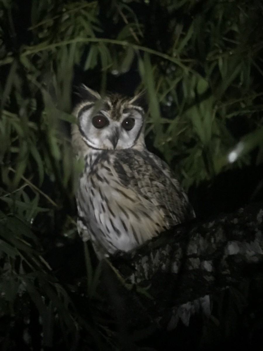 Striped Owl - ML71609351