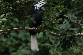  - Palawan Hornbill