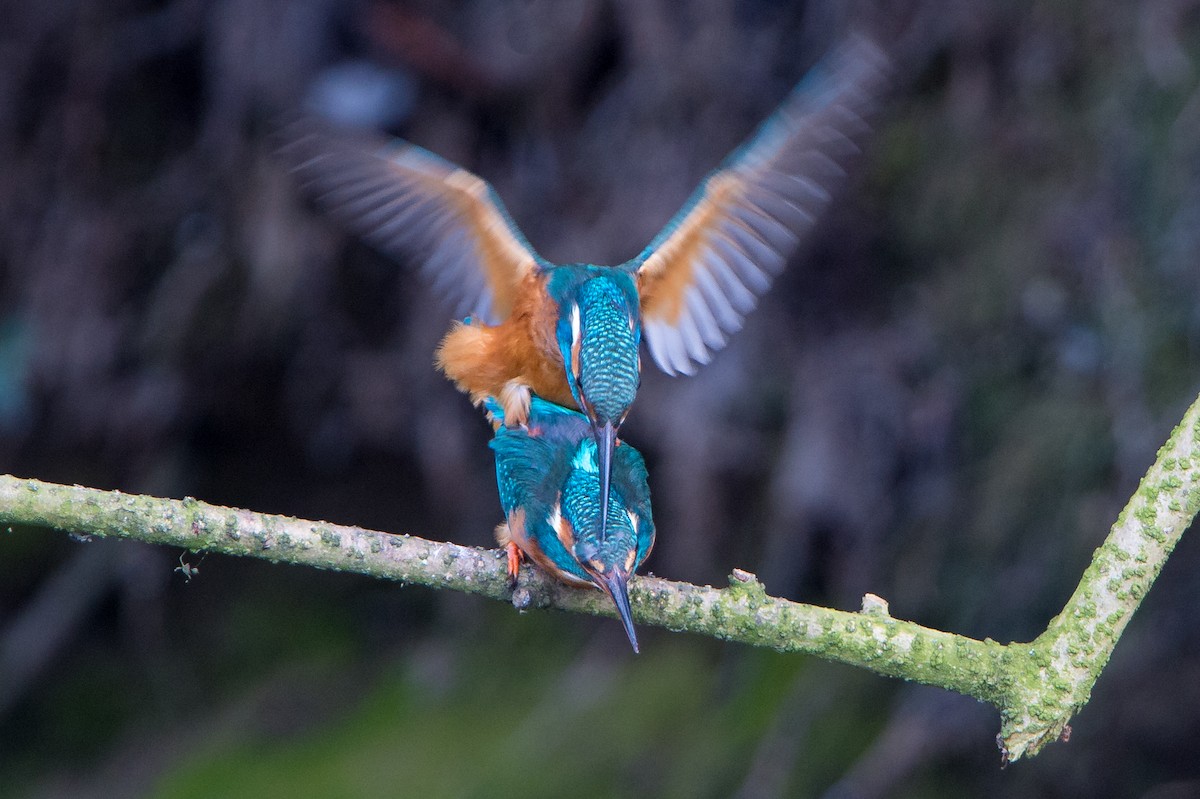 Common Kingfisher (Common) - Marc FASOL
