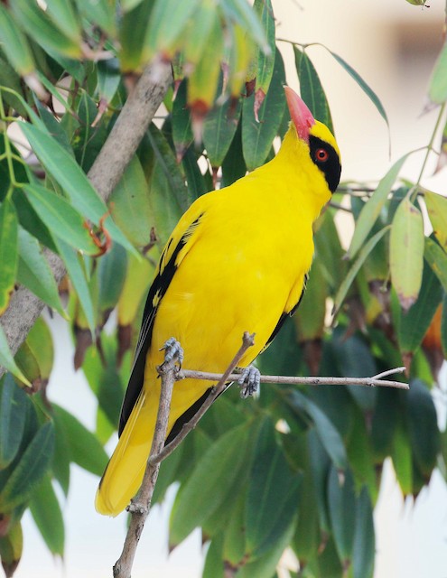 Black-naped Oriole - eBird