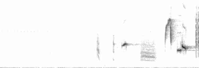 slavík obecný (ssp. megarhynchos/africana) - ML71610