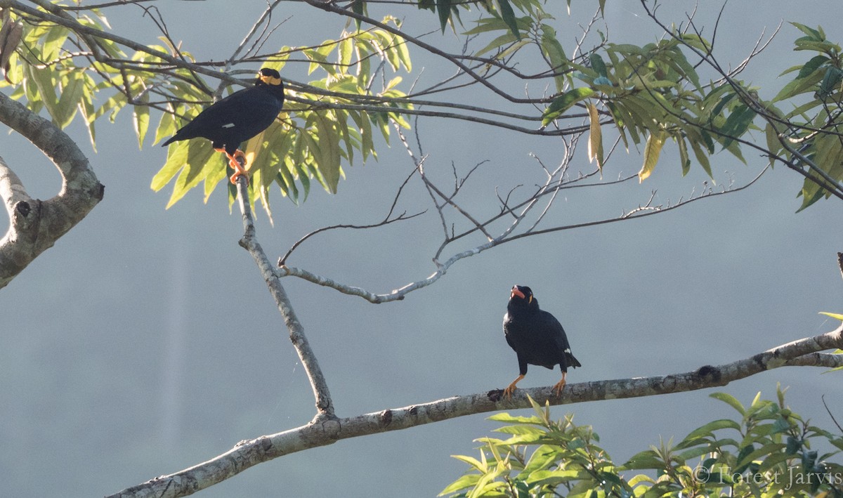 Common Hill Myna - Forest Botial-Jarvis