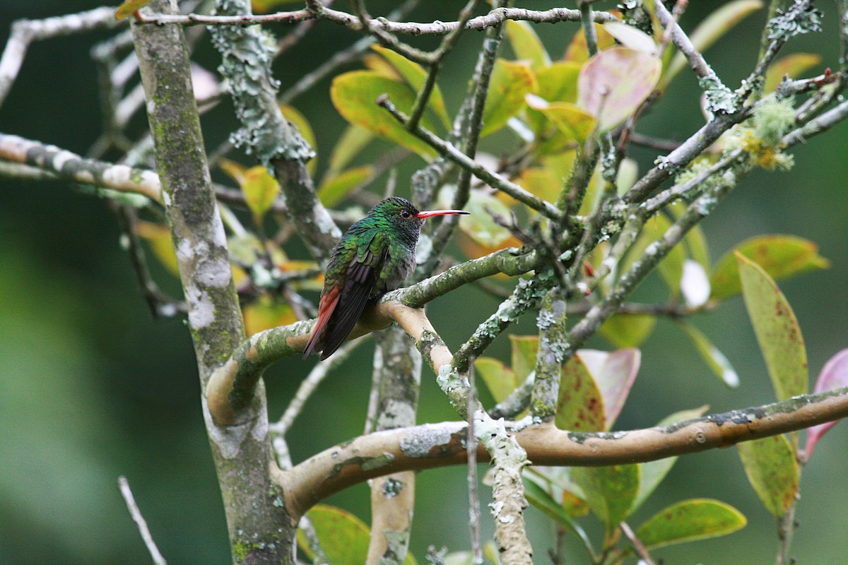Rufous-tailed Hummingbird (Rufous-tailed) - Eduardo Soler
