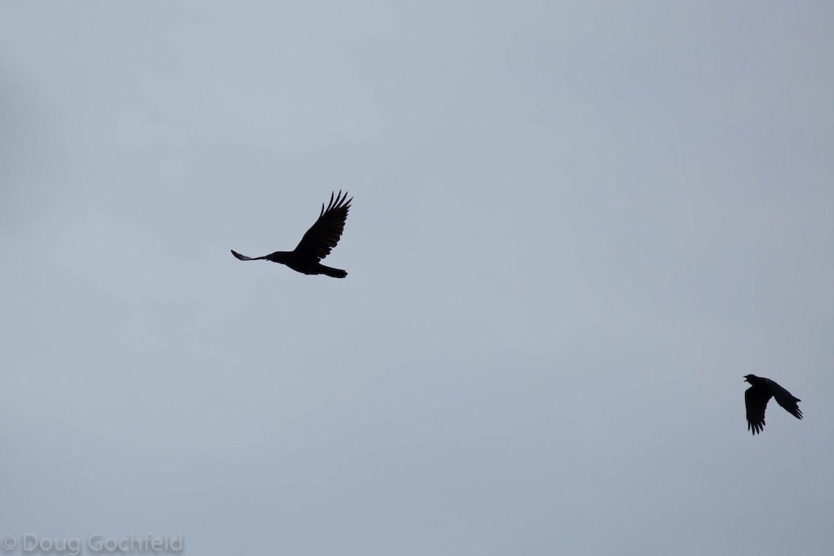 Common Raven - ML71611131