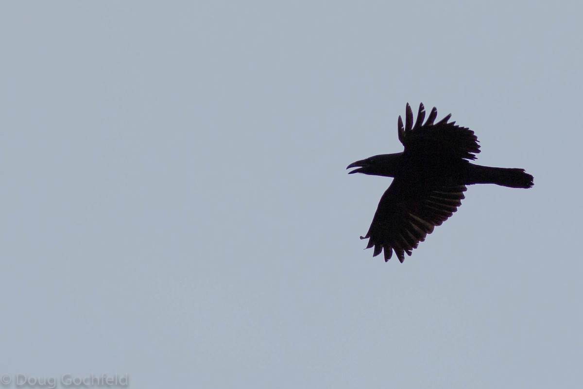 Common Raven - ML71611141