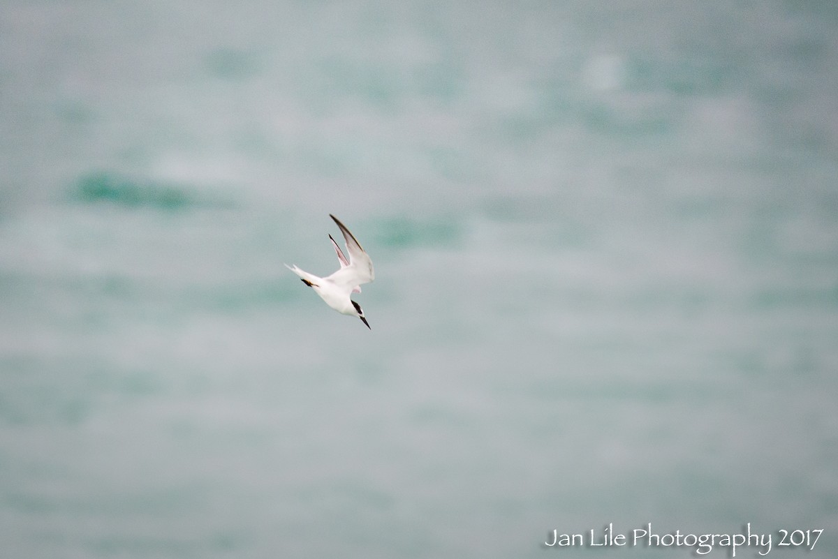 Little Tern - Jan Lile