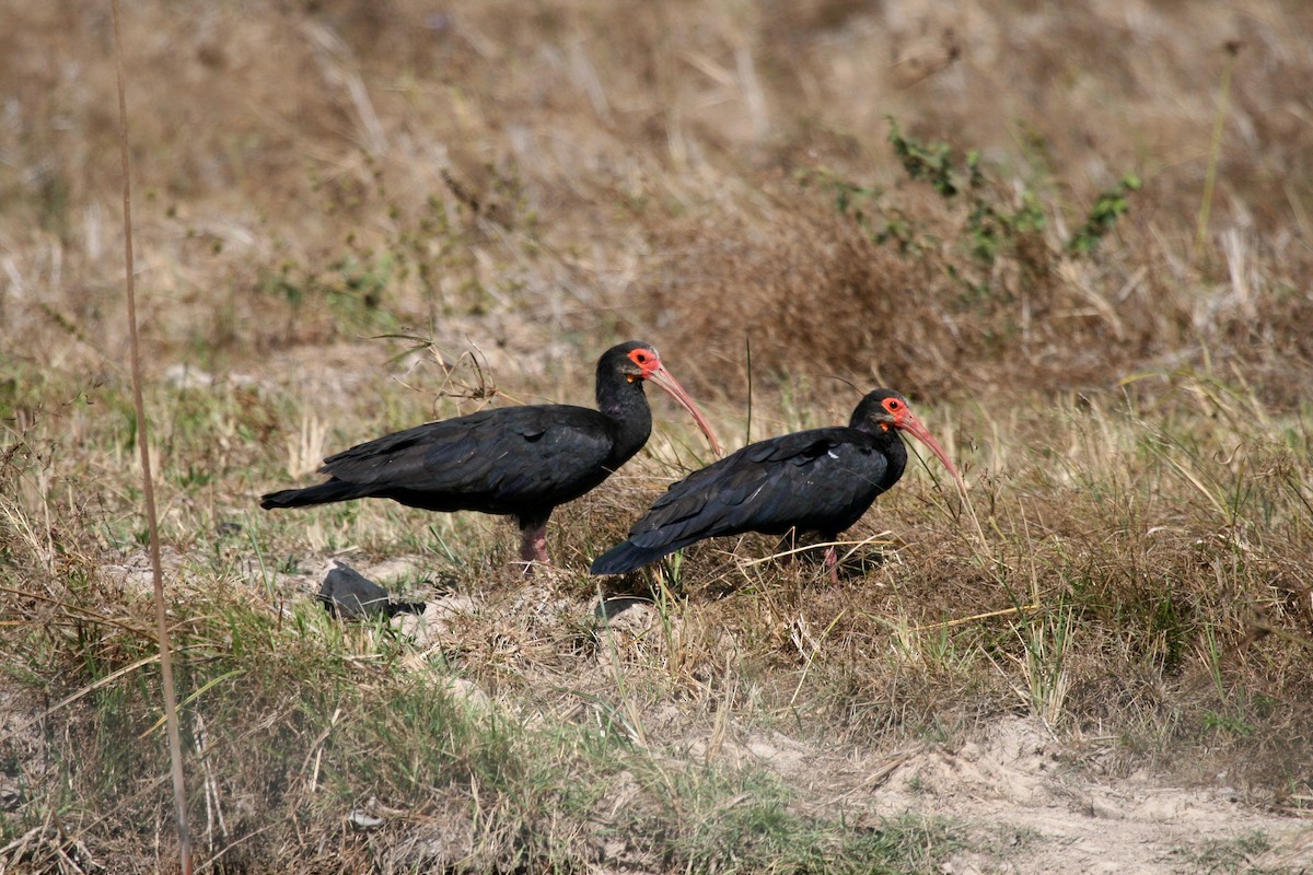 ibis dlouhoocasý - ML716118
