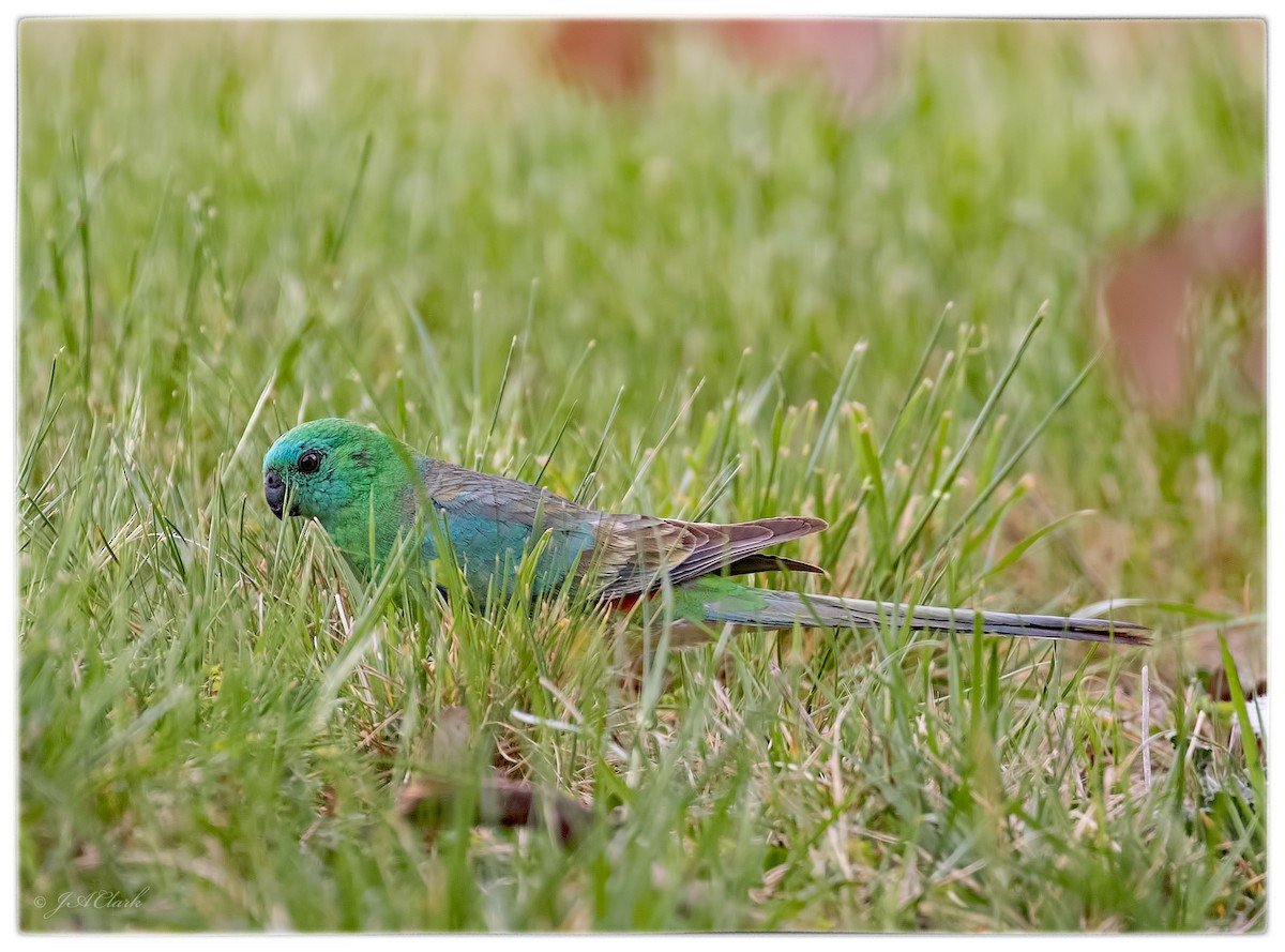 Red-rumped Parrot - ML71612791