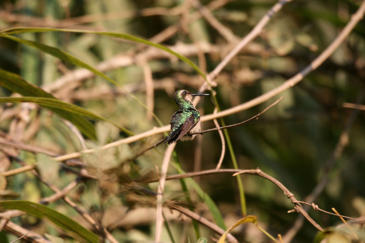 Blue-tailed Emerald - Eduardo Soler