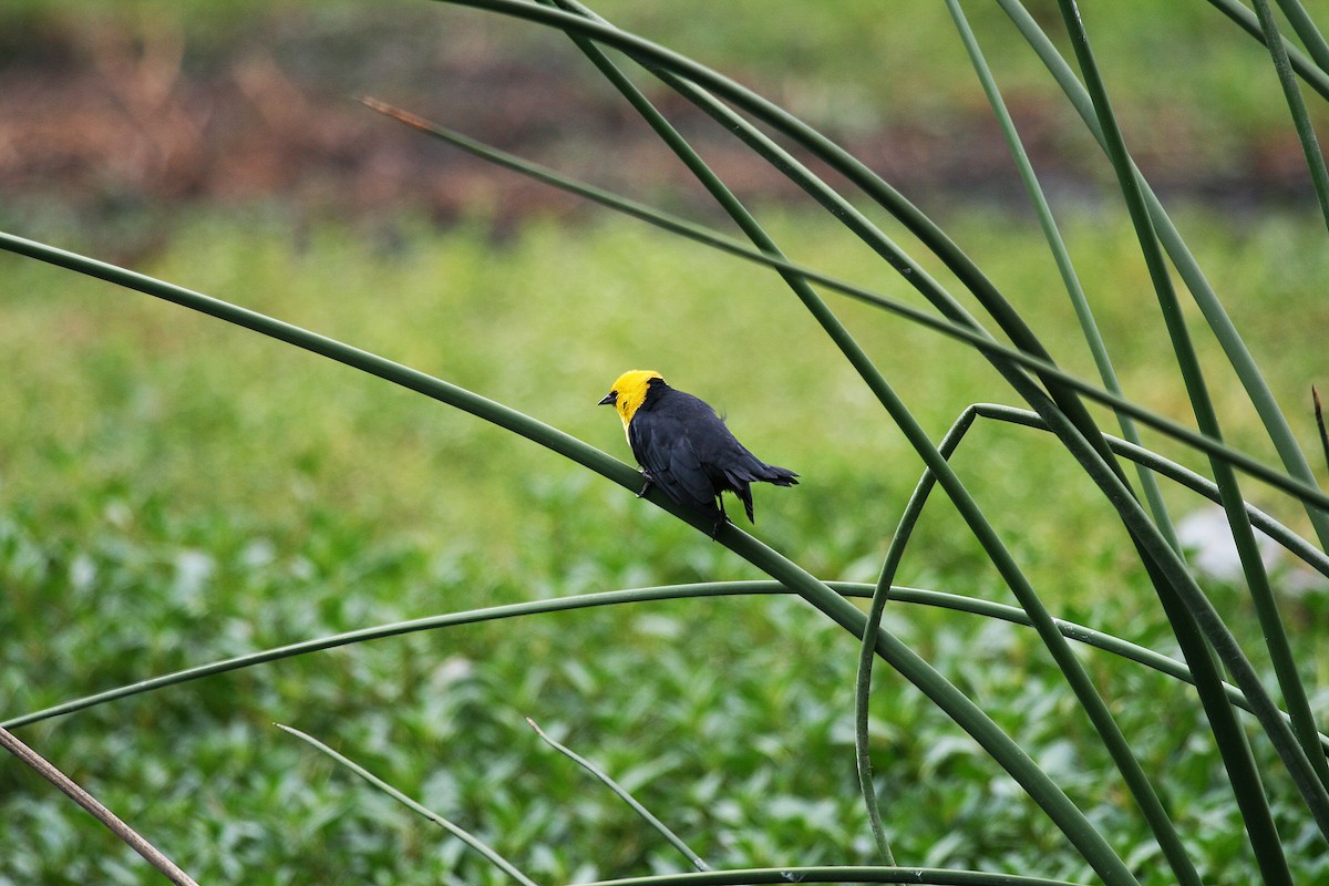 Yellow-hooded Blackbird - Eduardo Soler