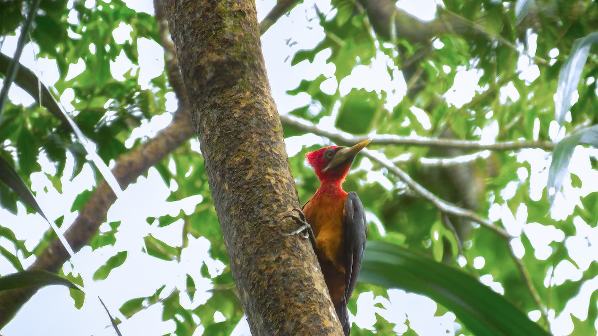 Red-necked Woodpecker - ML71615191