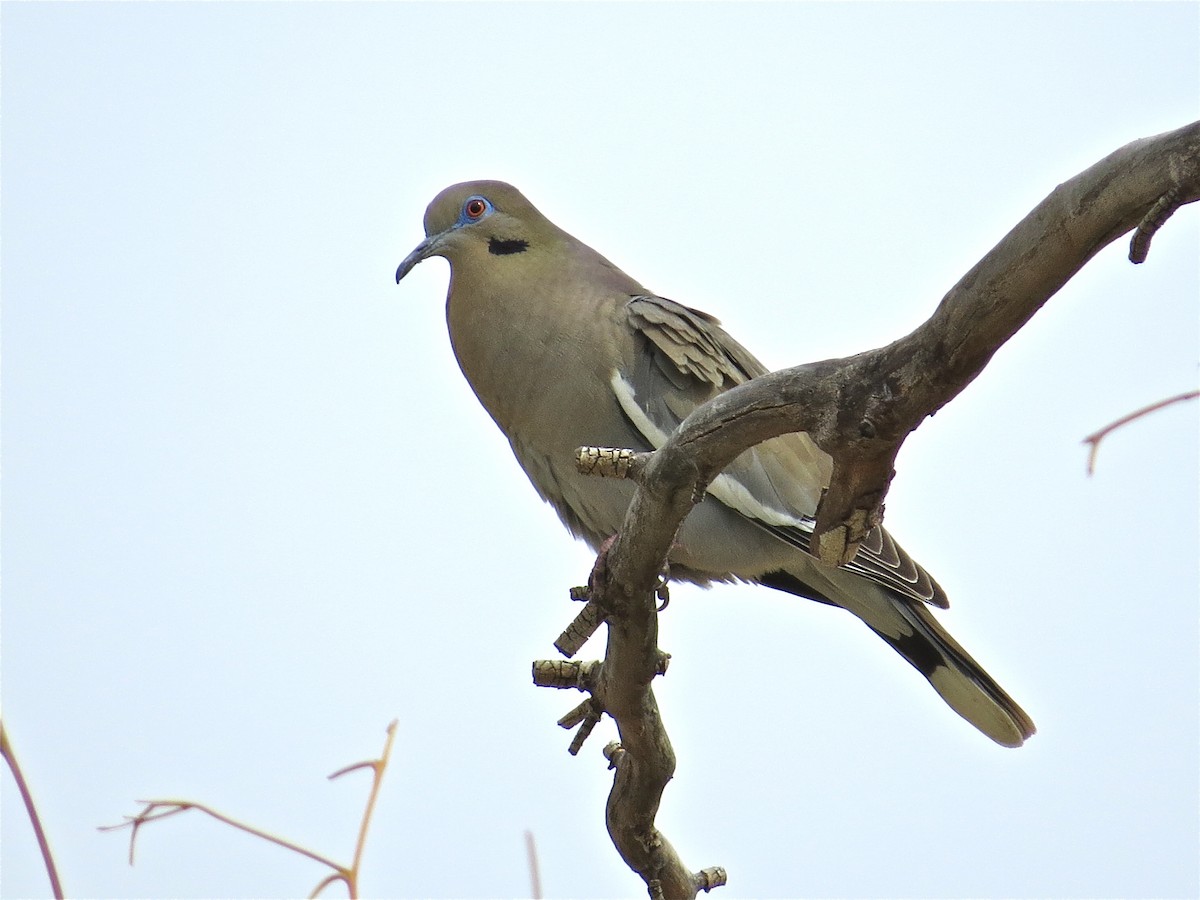 White-winged Dove - ML71615471