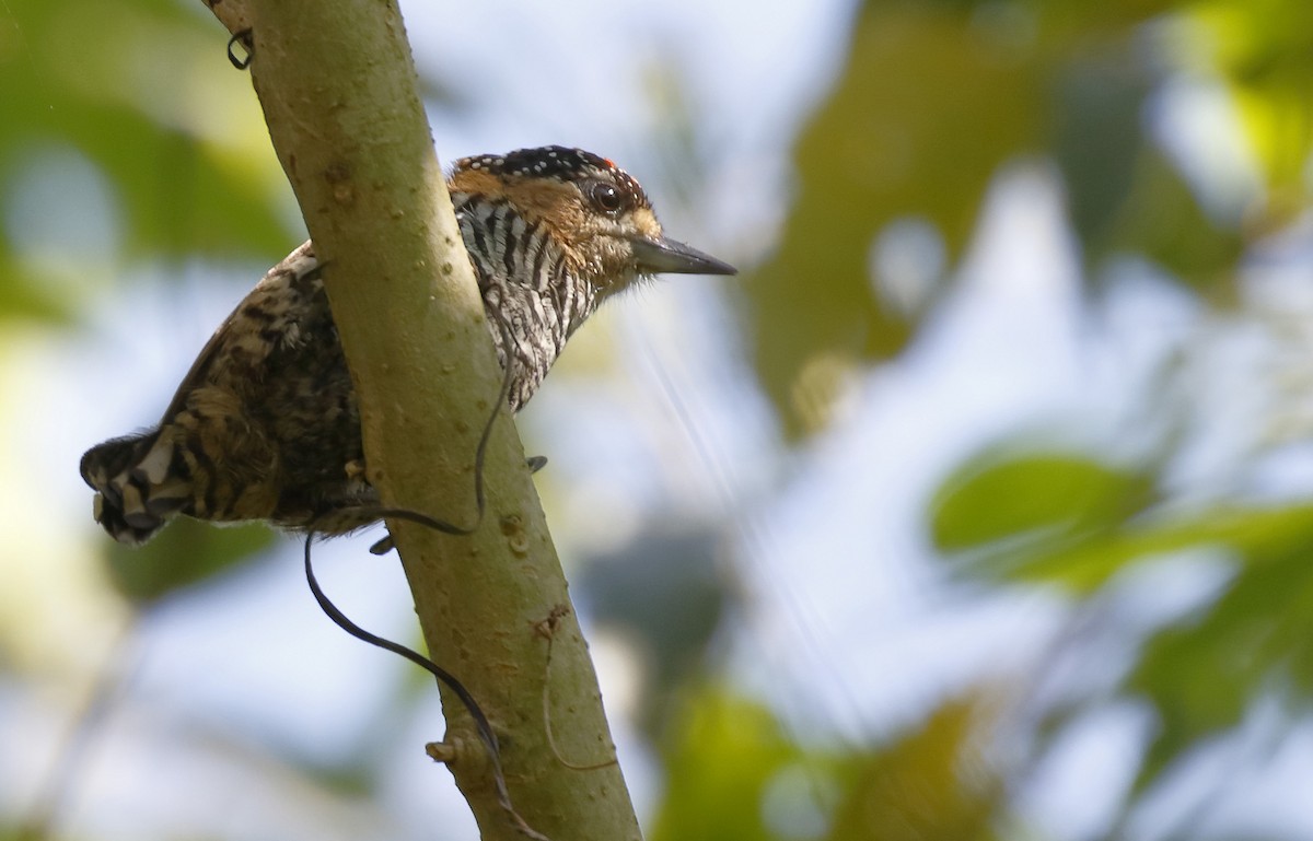 Ochre-collared Piculet - ML71618021
