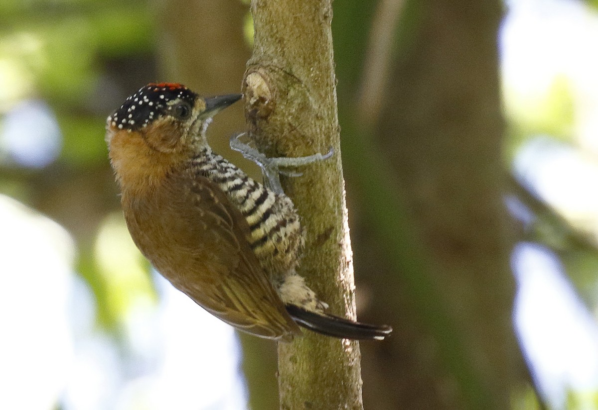 Ochre-collared Piculet - ML71618031
