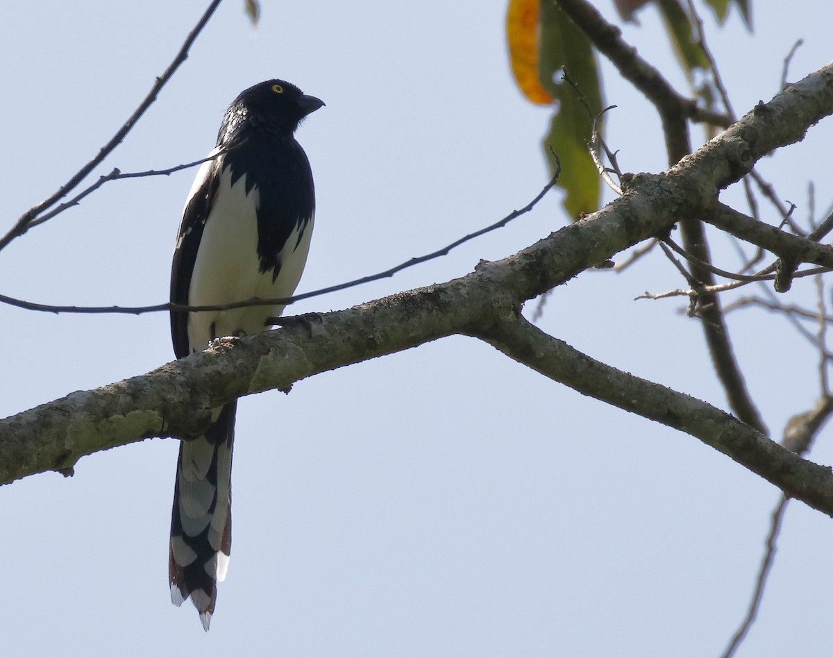 Magpie Tanager - ML71618371