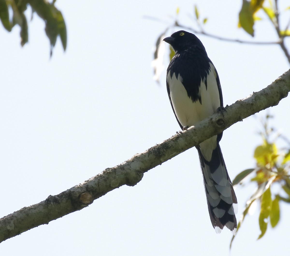 Magpie Tanager - ML71618391