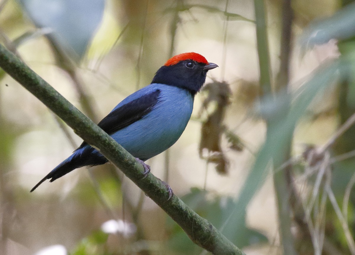 Swallow-tailed Manakin - Dave Curtis