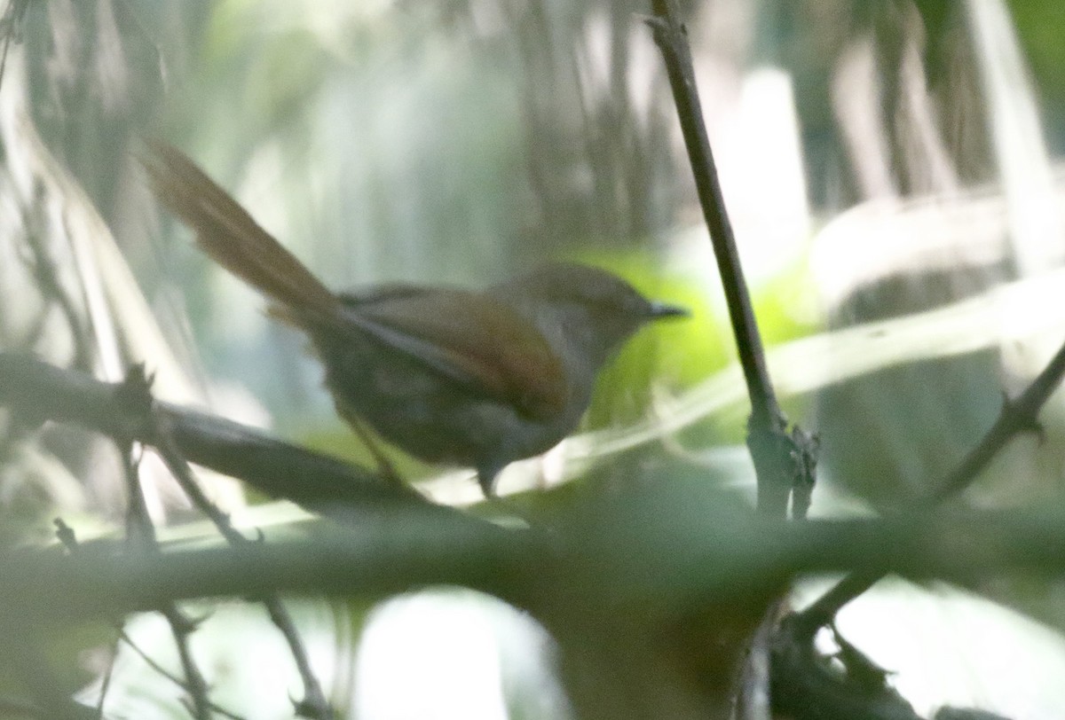 Gray-bellied Spinetail - ML71618901