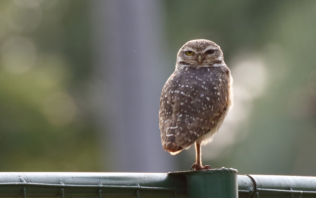 Burrowing Owl - ML71619301