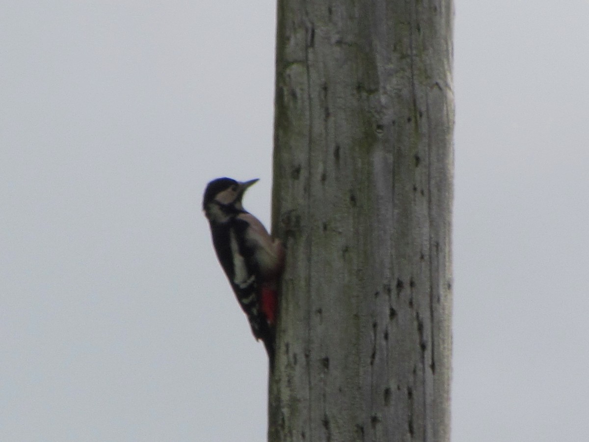 Great Spotted Woodpecker - ML71619371