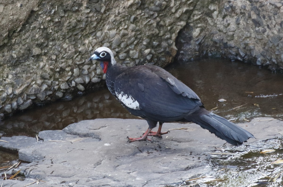 Black-fronted Piping-Guan - ML71619551