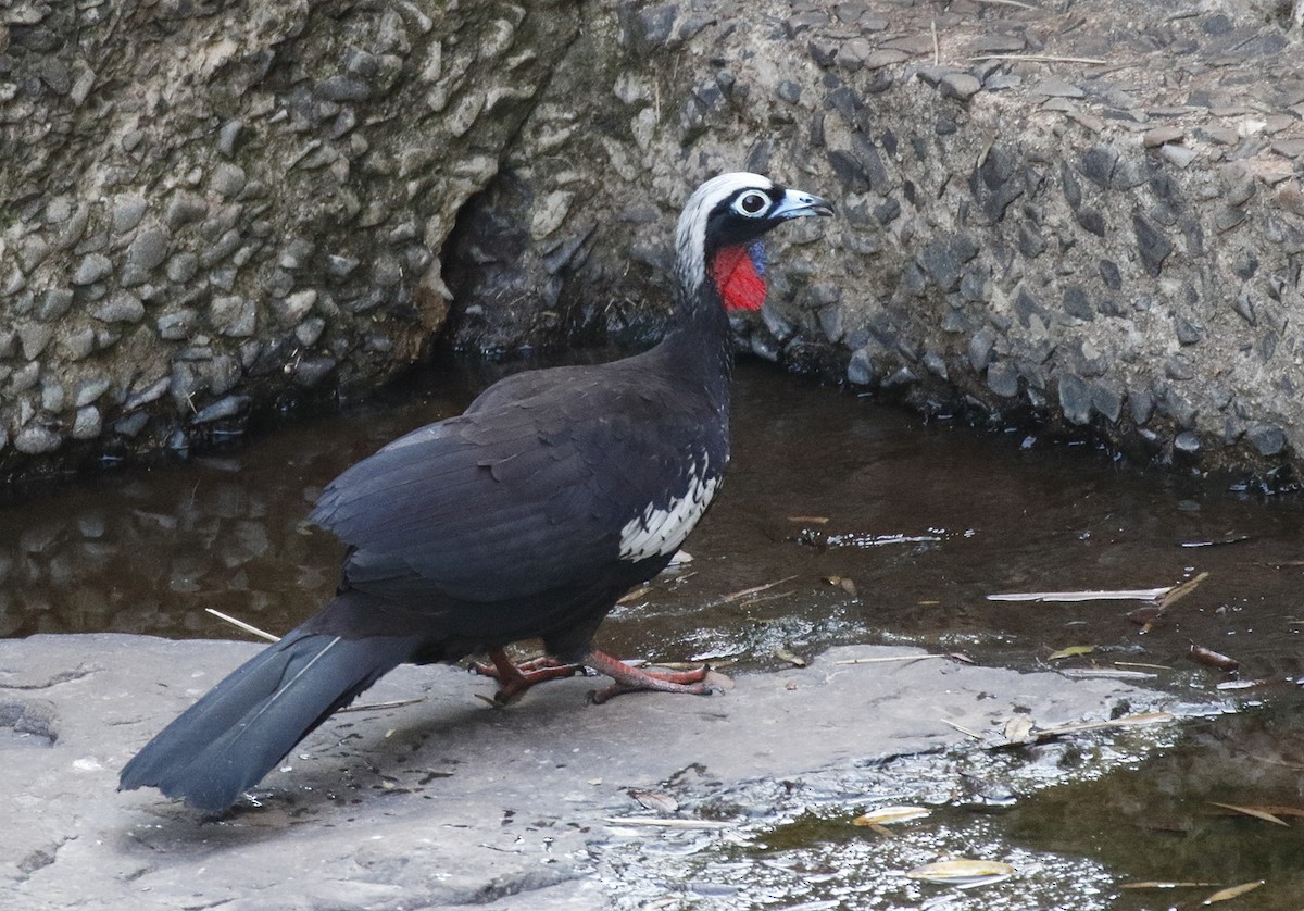 Black-fronted Piping-Guan - Dave Curtis