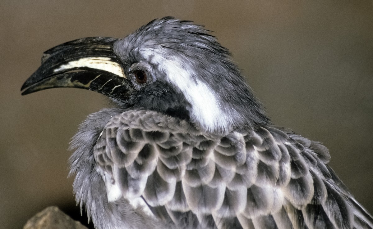 African Gray Hornbill - Josep del Hoyo