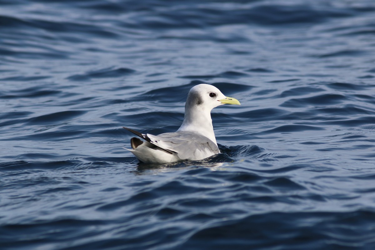 Mouette tridactyle - ML71621591